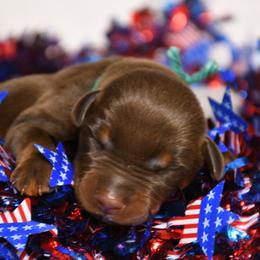 Boy 2 - Red and rust male Doberman Pinscher puppy in Overton, Texas from Obsidian Kennel