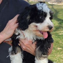 Bright Pink  PEONY - Tri-color female Bernedoodle puppy in Dugway, Utah from Luv4Bernedoodles