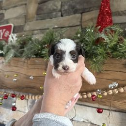 Dottie - Chocolate female Havanese puppy in Reese, Michigan from Windy Hill Havanese