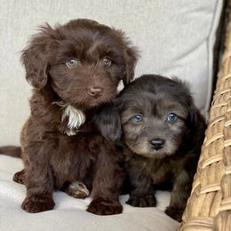 Aussiedoodles from The Puppy Farm