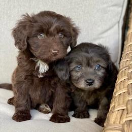 Aussiedoodles from The Puppy Farm
