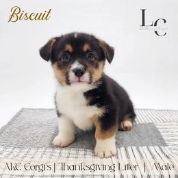 Biscuit - Black and tan male Pembroke Welsh Corgi puppy in Pine Village, Indiana from NL Horsemanship