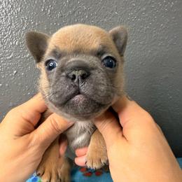 Girl 3 - White female French Bulldog puppy in Spanaway, Washington from Frog Faced Frenchies