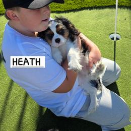 HEATH - Tri-color male Cavalier King Charles Spaniel puppy in Lehi, Utah from Angels and Nobility Cavaliers