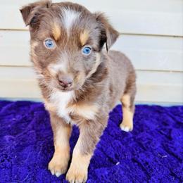 Maple - Red tri-color female Australian Shepherd puppy in Charlotte, North Carolina from Awesome Aussies