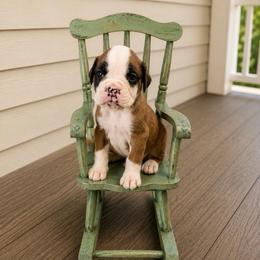 Cersei - Fawn female Boxer puppy in Abilene, Texas from L&L Euro Boxers and Small Town Shih Tzus
