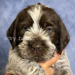 Boy1 - Brown and gray male Wirehaired Pointing Griffon puppy in Milton, Florida from Dry Branch
