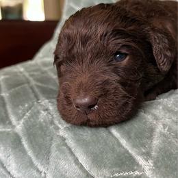 Bruno - Chocolate male Labradoodle puppy in Lowville, New York from Adirondack Labradoodles