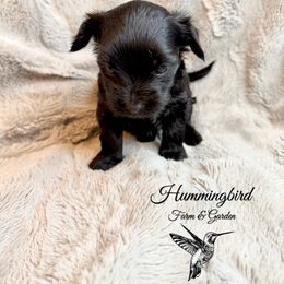 Yorkshire Terrier Puppies from Hummingbird Farm & Gardens