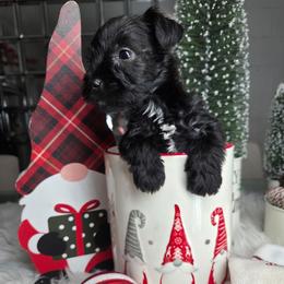 George - Black male Miniature Schnauzer puppy in Titusville, Florida from Alysha's Grandbabies