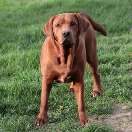 Labrador Retriever Puppies from Matoskah Meadows Labradors