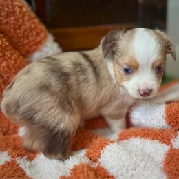 Indie - Red merle female Miniature Australian Shepherd puppy in Liberty Hill, Texas from Stone & Sage ATX Toy & Mini Aussies