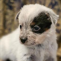 Ara - Blue speckled female Australian Cattle Dog puppy in Sneedville, Tennessee from JoAnn's Australian Cattle Dogs