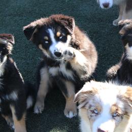Smudge - Black tri-color male Australian Shepherd puppy in Sonoita, Arizona from Gardner Canyon Kennels