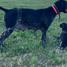German Shorthaired Pointers from Tinas Flinthills Rex