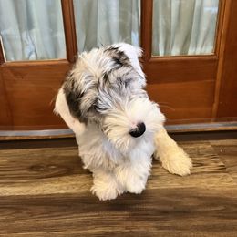 Dark badger boy - White and badger male Sealyham Terrier puppy in Holden, Missouri from Thistle and Rock Sealyham Terriers