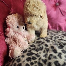 Marcy - Apricot female Poodle puppy in Harrisonville, Missouri from Kurly Q Poodles