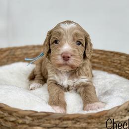 Checkers - Apricot male Australian Labradoodle puppy in Morgan Hill, California from Loving Labradoodles