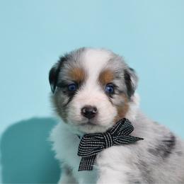 Slate - Blue merle male Australian Shepherd puppy in Placerville, California from BFF Aussies