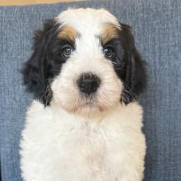 Green Boy - Black and white male Bernedoodle puppy in Trussville, Alabama from Cahaba Farms Doodle, Co.