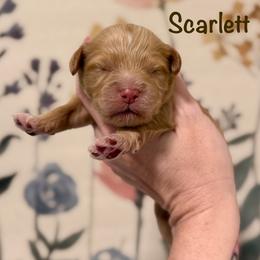 Scarlett - Apricot female Goldendoodle puppy in Blanchard, Oklahoma from Dream Doodles by Dondi