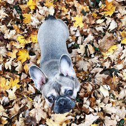 Rocco  - French Bulldog