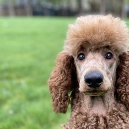 Strawberry  - Poodle