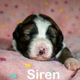 Siren - female Sporty Mix puppy in Richland, Michigan from Seay's Sporty Mixes