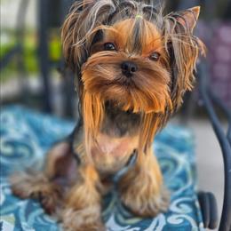 Sunny - Black and tan male Yorkshire Terrier puppy in Morgan Hill, California from Simply Perfect Yorkies