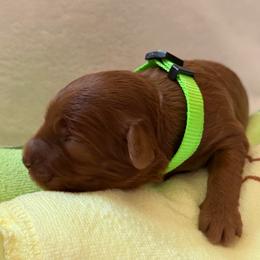 Girl 1 Green Collar - Red  female Goldendoodle puppy in Toledo, Ohio from Avery Doodle Day LLC