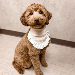 Daisy - Goldendoodle