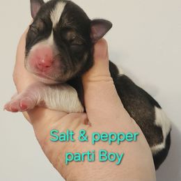 Boy 2 - Parti male Miniature Schnauzer puppy in Ferndale, Washington from Blackhorse Schnauzers Washington state