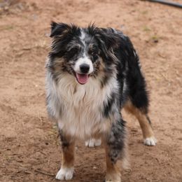 Stella - Australian Shepherd