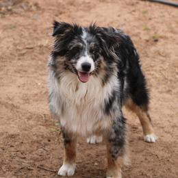 Stella - Australian Shepherd