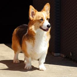 Jolene - Pembroke Welsh Corgi