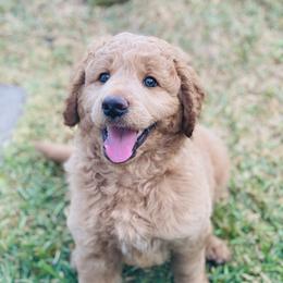 Australian Mountain Doodle, Bernedoodle, and Goldendoodle Puppies from Wynterwood Doodles