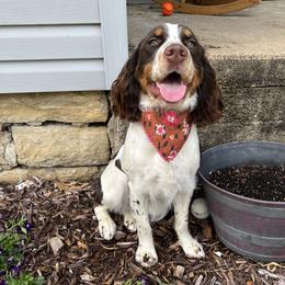 Mia - English Springer Spaniel