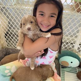 Australian Labradoodle Puppies from Integrity Labradoodles