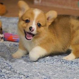 American Corgi and Pembroke Welsh Corgi Puppies from Magnolia Creek Corgis