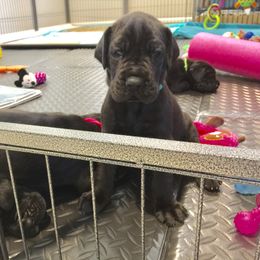 Great Dane Puppies from Velocity Great Danes