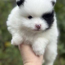 Jett - Black parti male Pomeranian puppy in Zionville, North Carolina from Shaner Poms