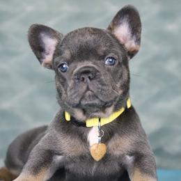 Sunny - Tricolors female French Bulldog puppy in Punta Gorda, Florida from Mingan French Bulldog