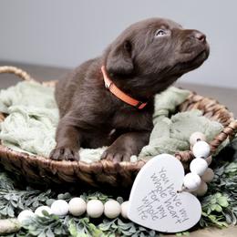 Labrador Retriever Puppies from AGL Retrievers