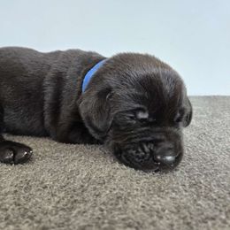 Blue - Black Labrador Retriever puppy in Meadville, Pennsylvania from Condition 1 Retrievers
