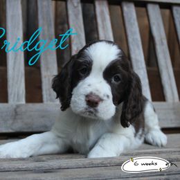 Summer - Liver and white female English Springer Spaniel puppy in Canyonville, Oregon from Enos Ranch Springer Spaniels