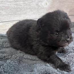 Blacky - Black male Pomeranian puppy in Wagner, South Dakota from Lisas Pomeranians