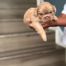 Chanel - Lilac female Shih Tzu puppy in Union City, Georgia from Chinx Puppy Songs