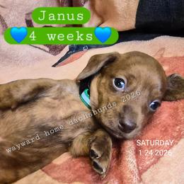 Janus - Brindle male Dachshund puppy in Harrodsburg, Kentucky from Wayward Home Dachshunds