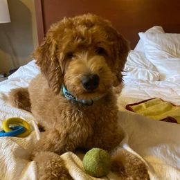 Zo zo  - Goldendoodle