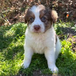 Lou - Red tri-color male Australian Shepherd puppy in Grants Pass, Oregon from Carmel Mountain Aussies